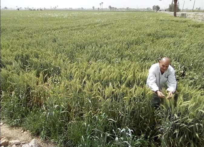 أزمة القمح