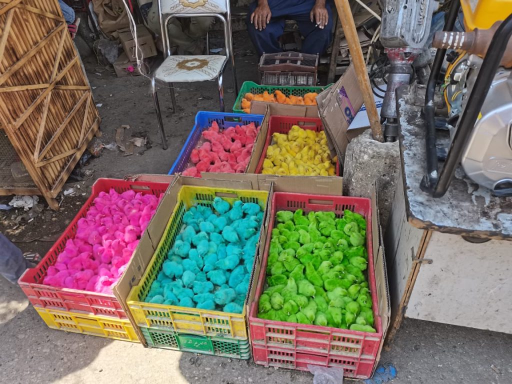 سوق الحيوانات السيدة عيشة