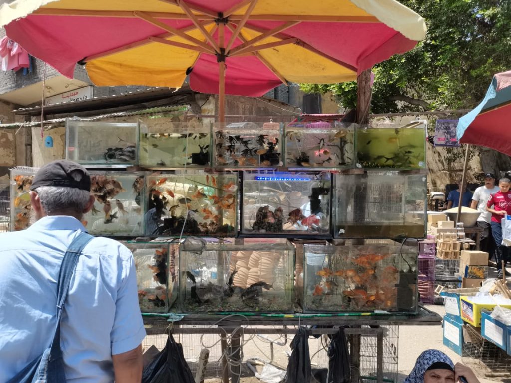 سوق الحيوانات السيدة عيشة
