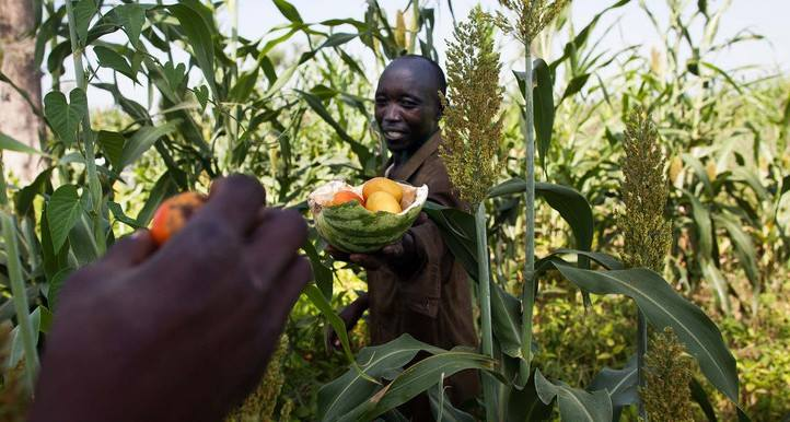 ثروات طبيعية كانت تتمتع بها مدينة فاشر