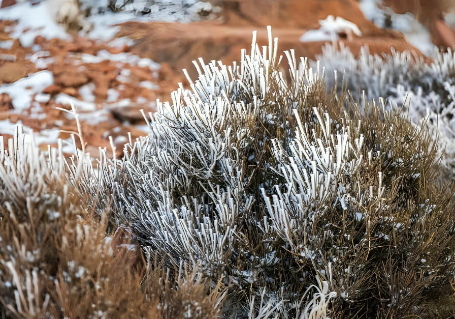 تساقط الثلوج في السعودية