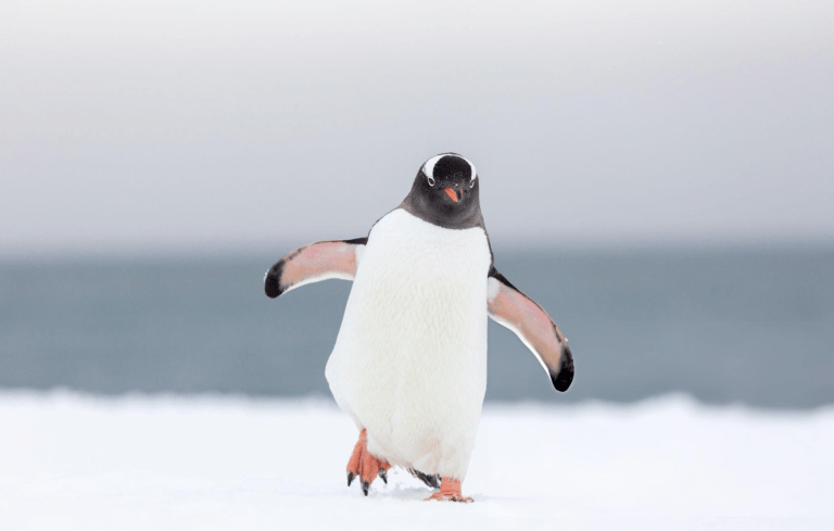 أيقونة اللامبالاة: كيف جسّد “عاطف” في فيلم الناظر فلسفة “البطريق العدمي” قبل ظهور التريند؟