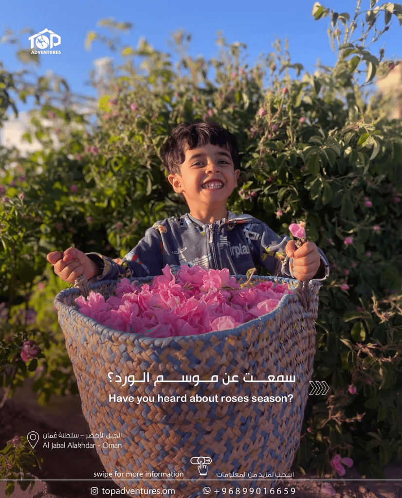  رحلات موسم الورد الجبل الأخضر