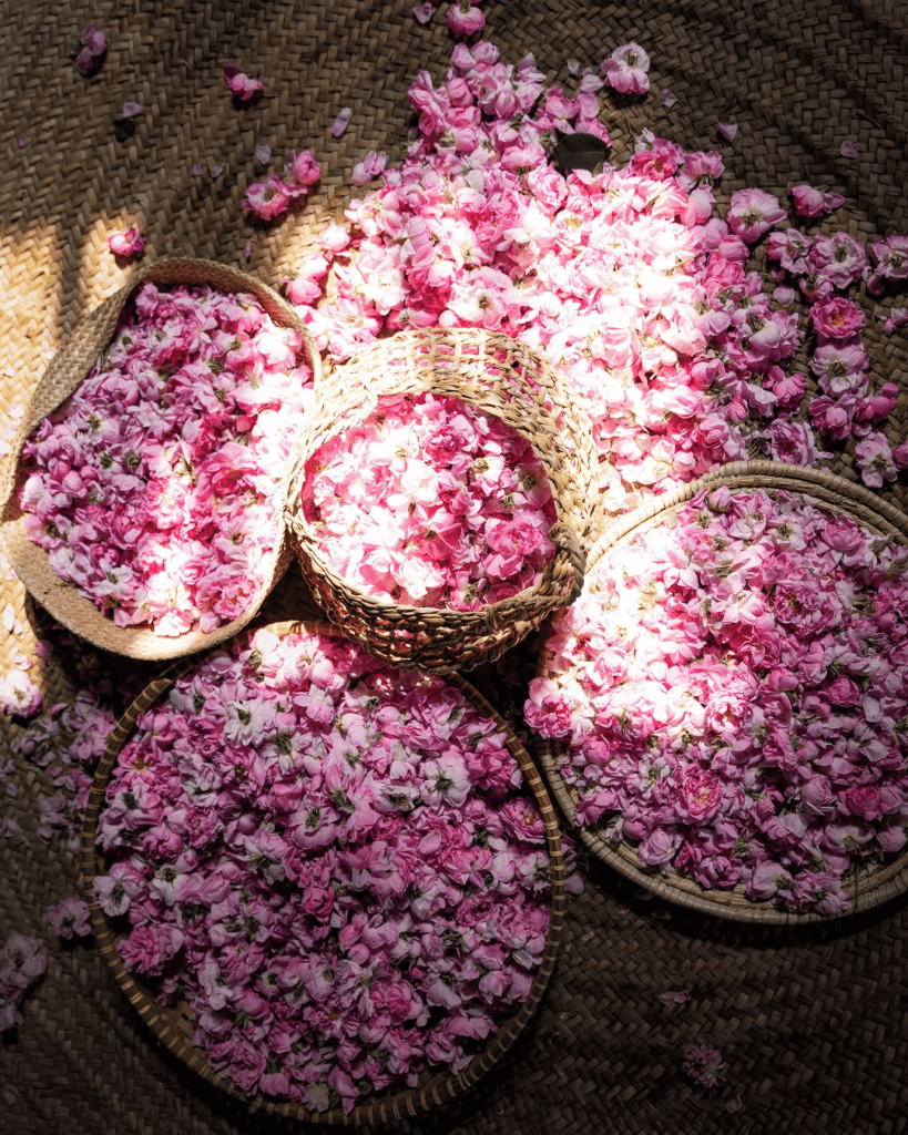  رحلات موسم الورد الجبل الأخضر