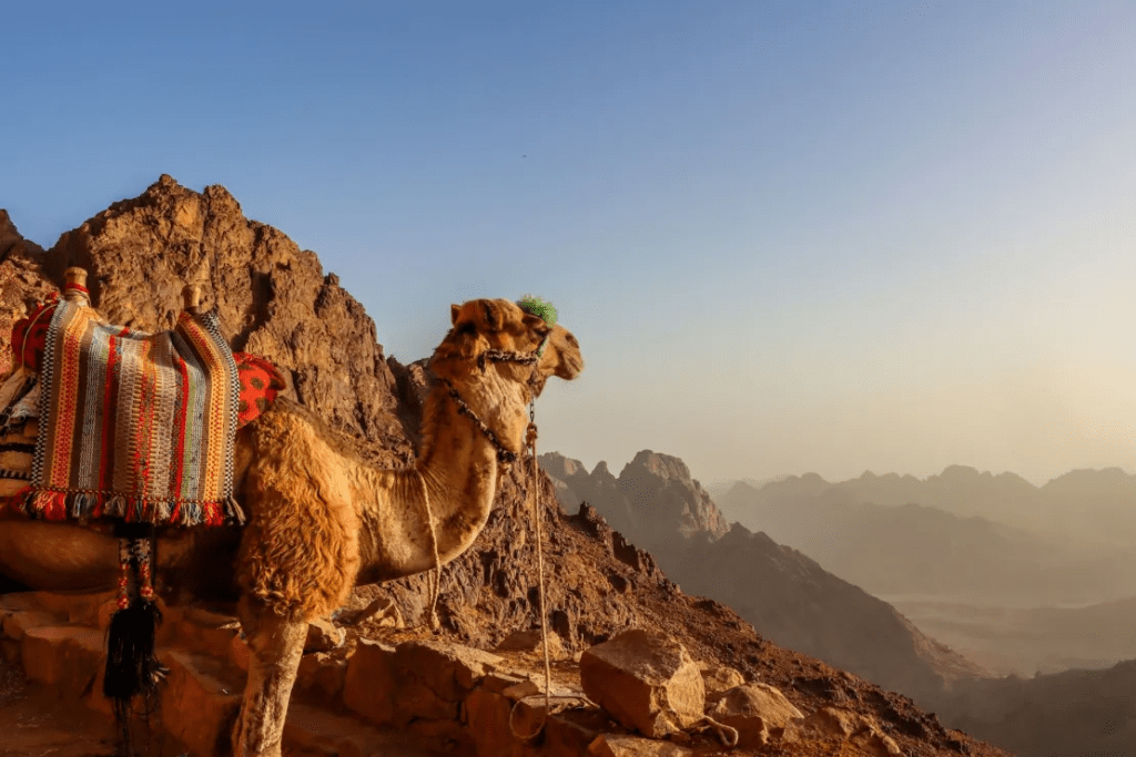 أفضل أماكن التخييم في مصر