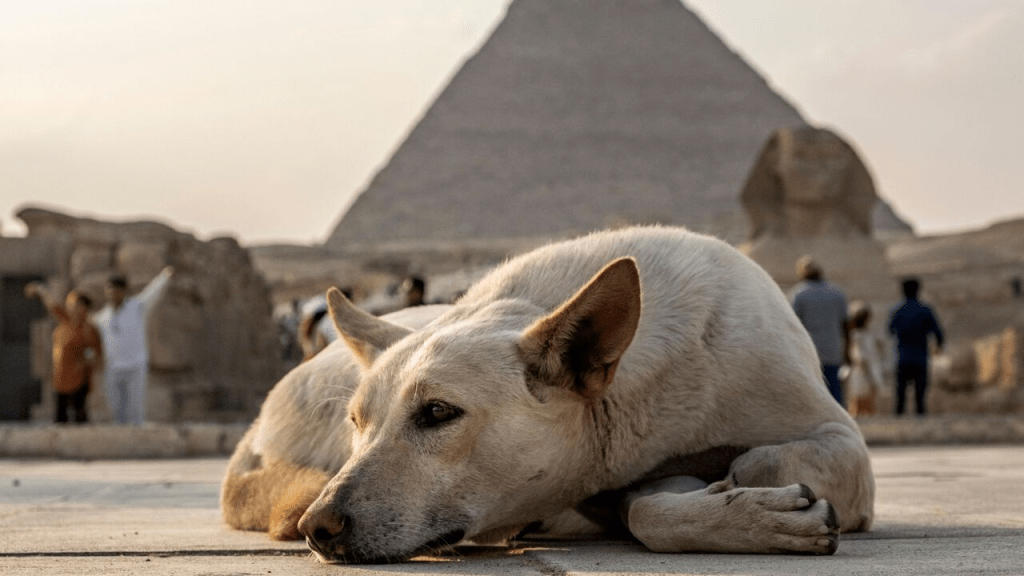 أزمة كلاب الشوارع في مصر