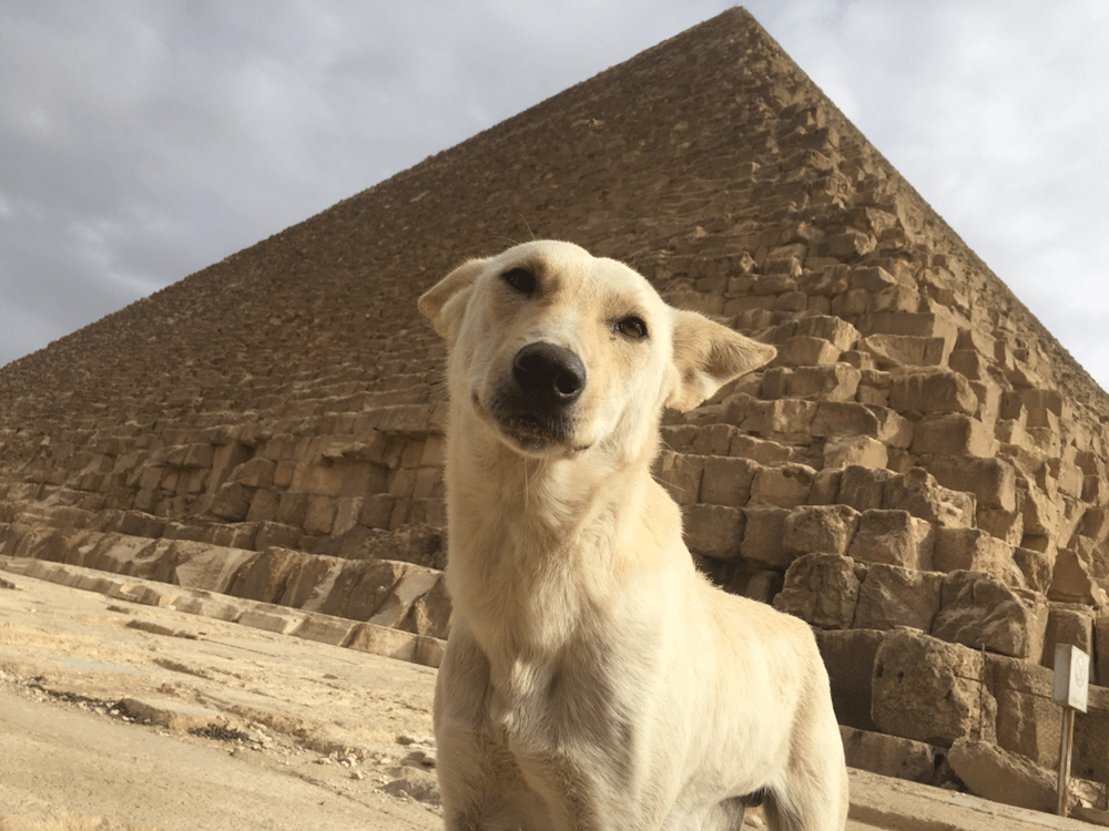 أزمة كلاب الشوارع في مصر